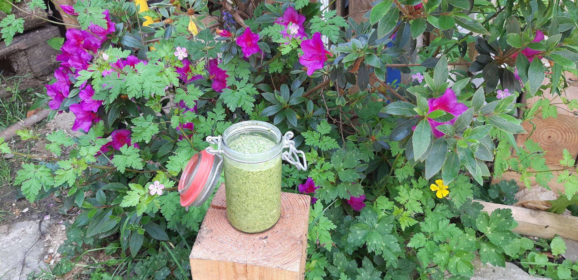 Pesto de fanes de radis. - Recette Companion | Moulinex