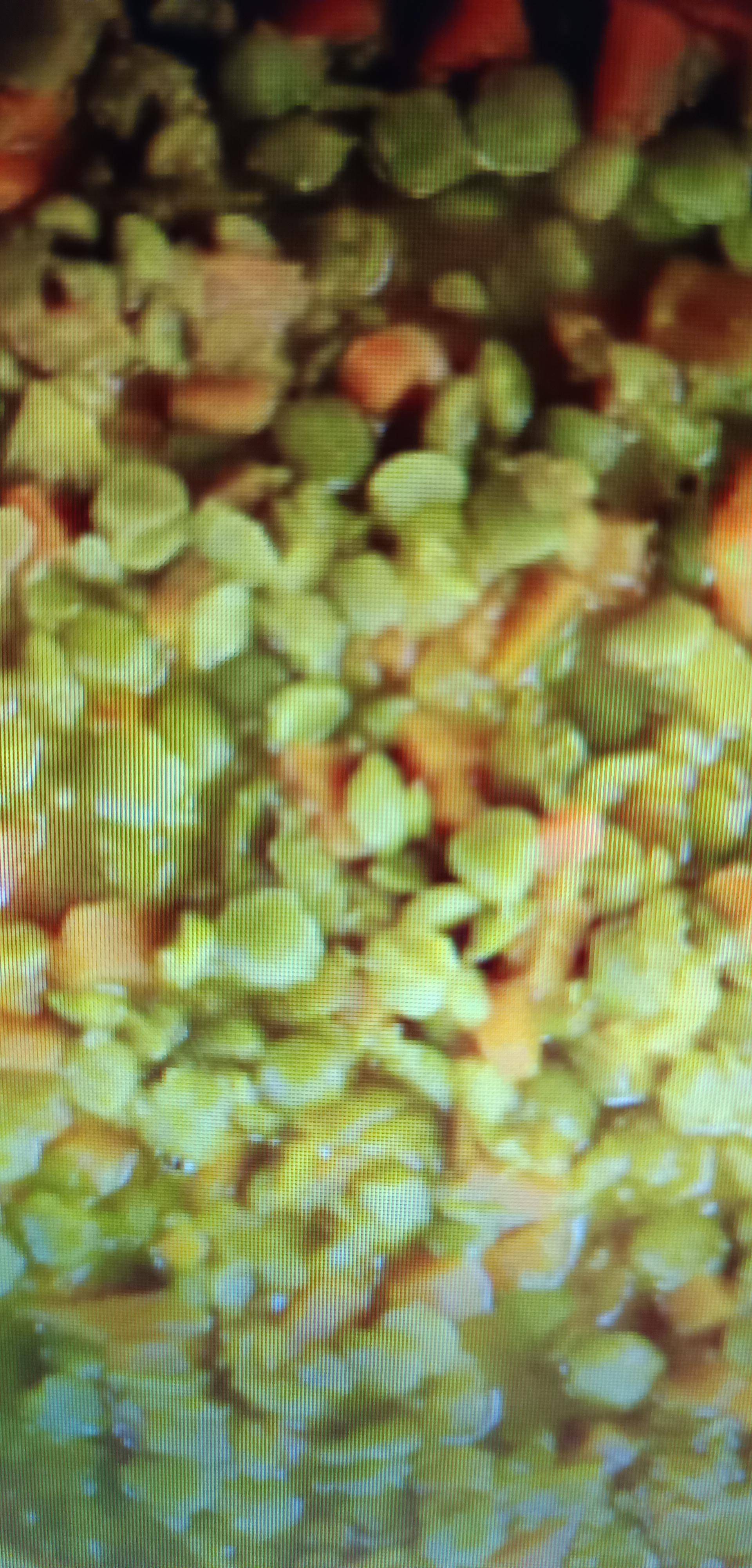 Galette de pois cassés au curry - Recette Cookeo | Moulinex